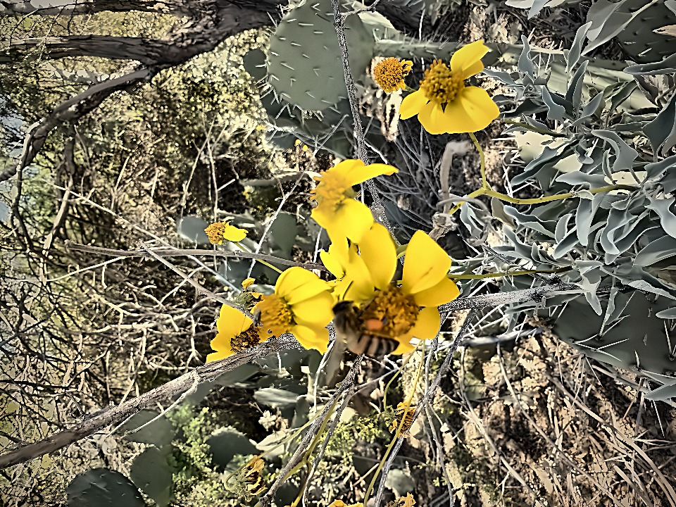 Desert wildflowers